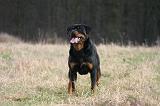 ROTTWEILER 662